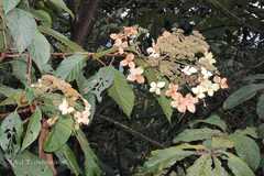 Hydrangea heteromalla
